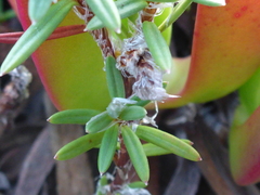 Polygonum paronychia