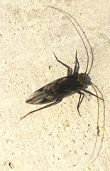 Psocinae