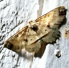 Melanolophia signataria