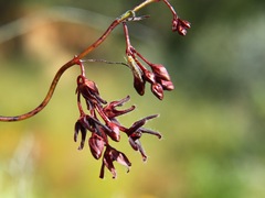 Vincetoxicum lineare
