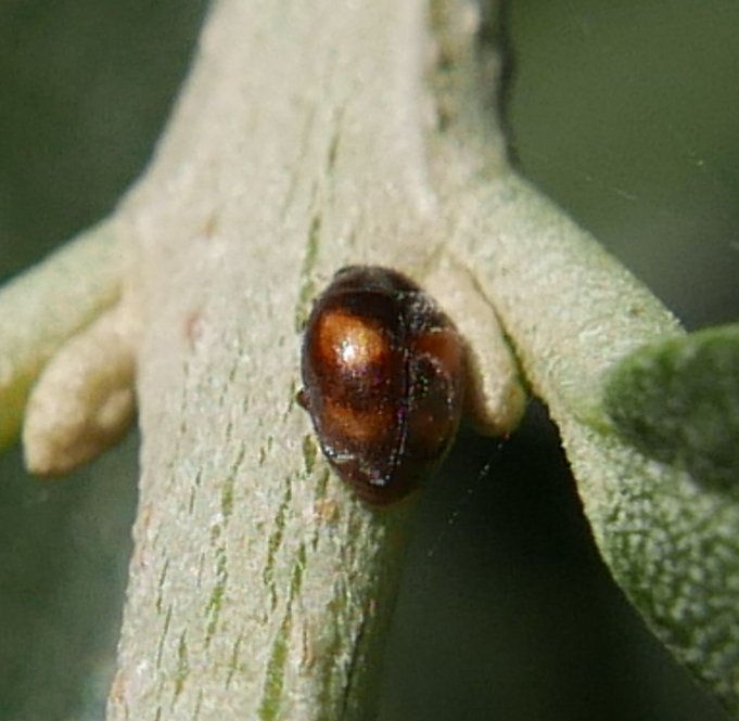 Nephus chatzmayri