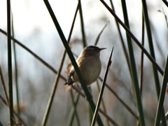 Cistothorus platensis