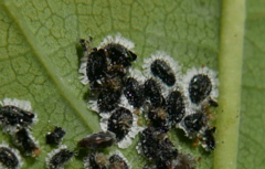 Aleurocanthus spiniferus