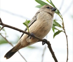 Sporophila