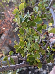 Cercocarpus betuloides