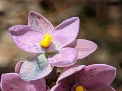 Thelymitra × irregularis