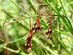 Vincetoxicum lineare