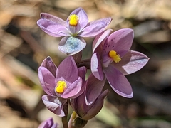 Thelymitra × irregularis
