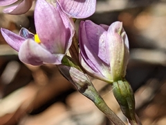 Thelymitra × irregularis