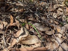 Thelymitra × irregularis