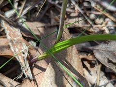Thelymitra × irregularis