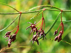 Vincetoxicum lineare