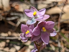 Thelymitra × irregularis