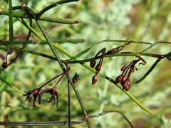 Vincetoxicum lineare