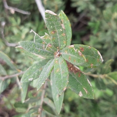 Quercus frutex