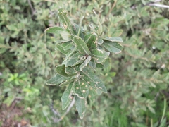 Quercus frutex