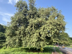 Tamarindus indica
