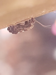 Nimbopsocus australis