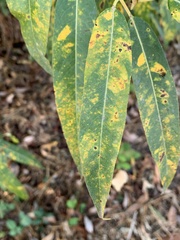 Salix lasiandra