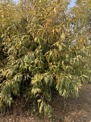 Salix lasiandra