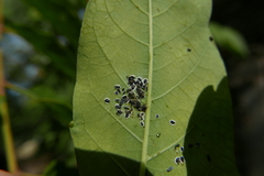 Aleurocanthus spiniferus