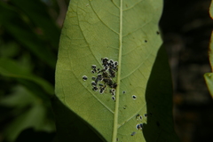 Aleurocanthus spiniferus