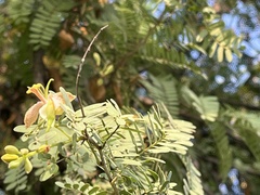Tamarindus indica