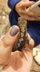 Diplodactylus calcicolus