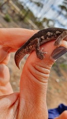 Diplodactylus calcicolus