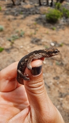 Diplodactylus calcicolus