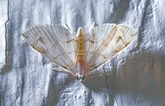 Spilomelinae