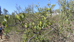 Cercocarpus minutiflorus