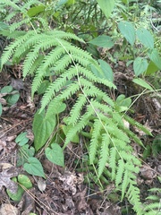 Dryopteris ludoviciana
