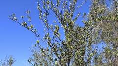 Cercocarpus minutiflorus