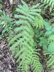 Dryopteris ludoviciana