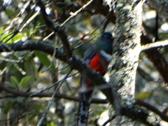 Trogon mexicanus