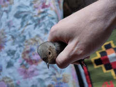 Phoenicurus ochruros