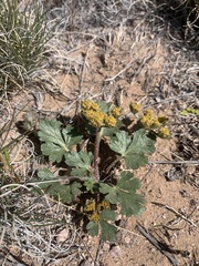 Cymopterus newberryi