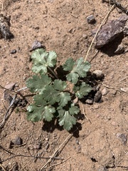 Cymopterus newberryi