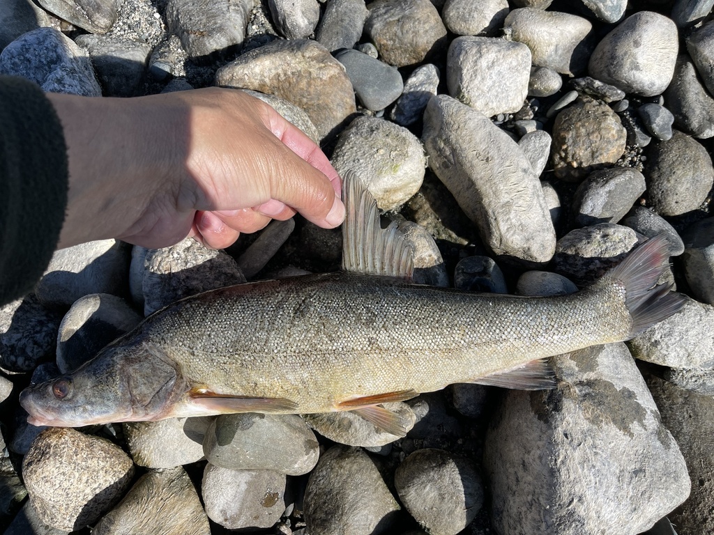 Altai osman (Oreoleuciscus potanini) — Cyprinidae