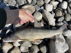 Oreoleuciscus potanini