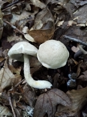 Leccinellum albellum