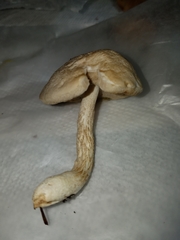 Leccinellum albellum