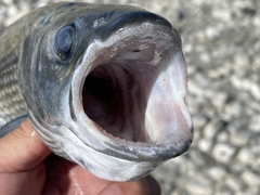 Thymallus brevirostris