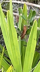 Schistocerca damnifica