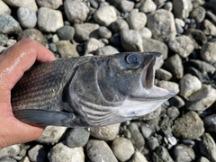 Thymallus brevirostris