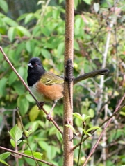 Pipilo maculatus macronyx