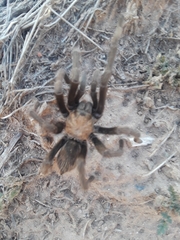 Aphonopelma iodius