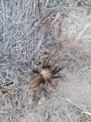 Aphonopelma iodius