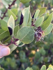Arctostaphylos montereyensis